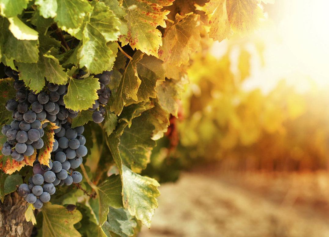 A Romantic  Wine Affaire &nbsp;and  CSS Design Award  for Winery Yambol